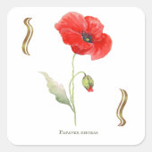 Papaver rhoeas  スクエアシール (正面)