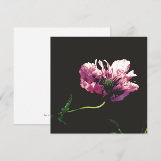 Papaver Sugarplumカード (正面/裏面)