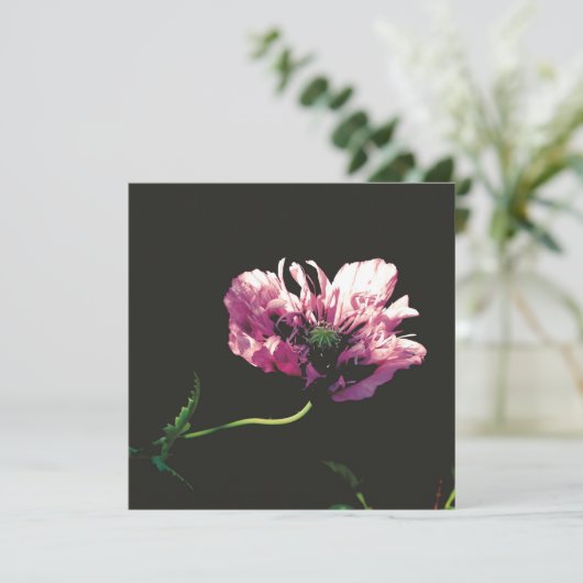 Papaver Sugarplumカード (スタンド正面)