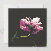 Papaver Sugarplumカード (正面)