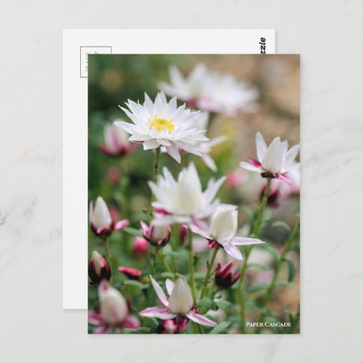 Paper Cascade [Postcard] ポストカード (正面/裏面)