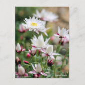 Paper Cascade [Postcard] ポストカード (正面)