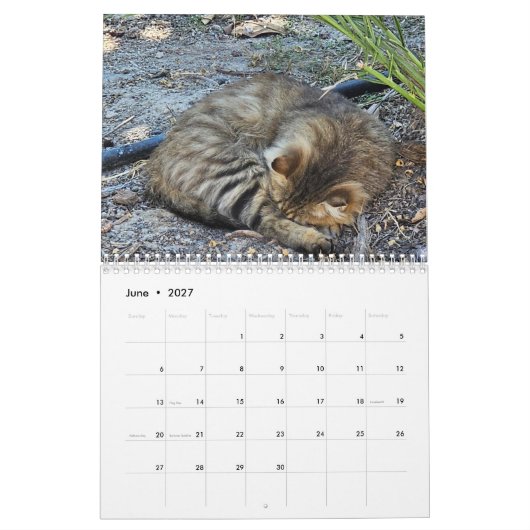 Paphos Lifeによるキプロスの猫 カレンダー (6月 2027)