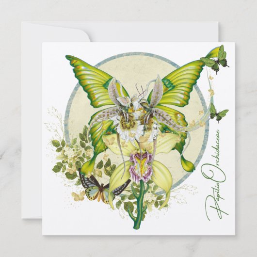Papilio Orchidaceae (正面)