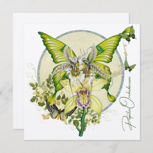 Papilio Orchidaceae (正面/裏面)