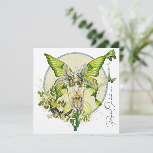 Papilio Orchidaceae (スタンド正面)