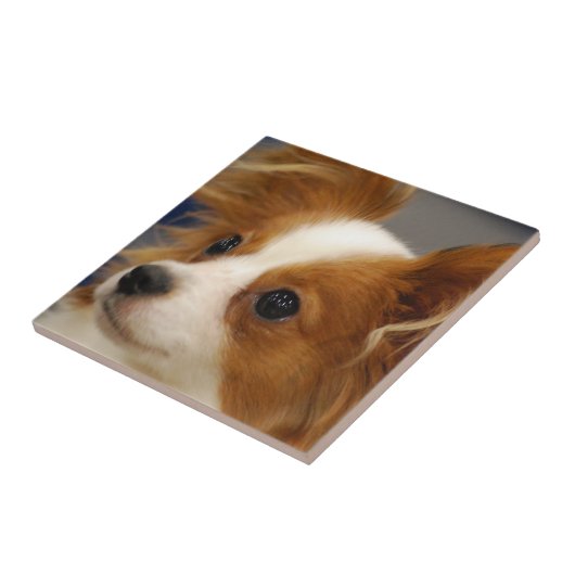 Papillonかわいい犬 タイル (側面)