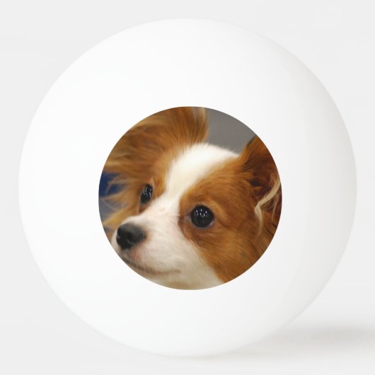 Papillonかわいい犬 卓球ボール (正面)