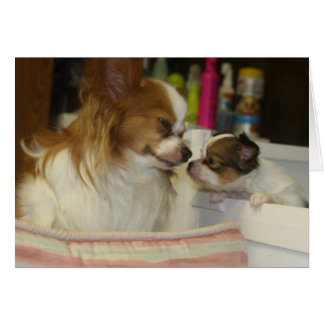 Papillonのお母さんおよびベビー