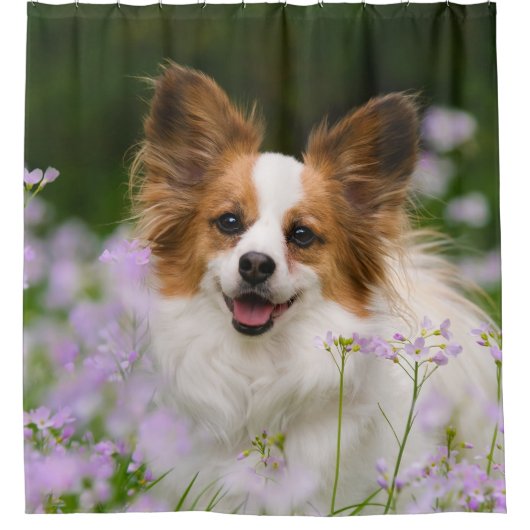 Papillon犬のかわいいポートレート、たらい シャワーカーテン (正面)