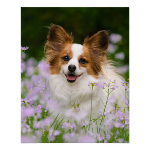 Papillon犬のかわいくロマンチックなポートレート、写真 ポスター