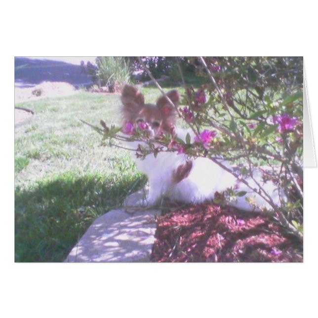 Papillon犬 (正面横)