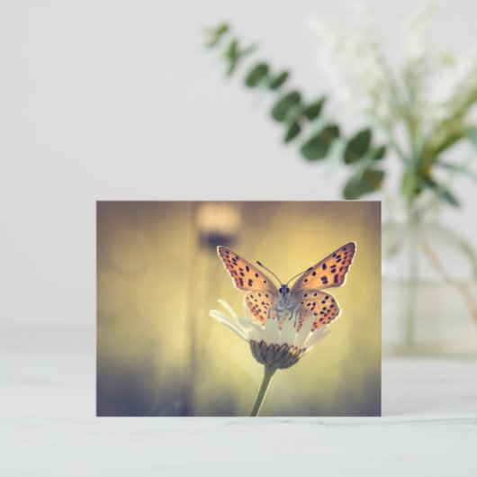 Papillon Argus ポストカード (スタンド正面)