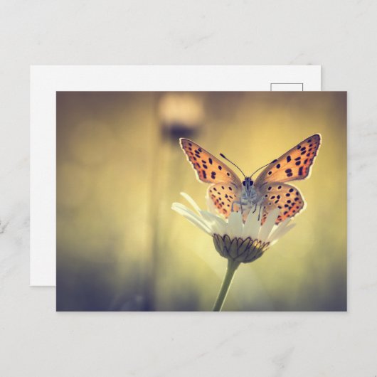 Papillon Argus ポストカード (正面/裏面)