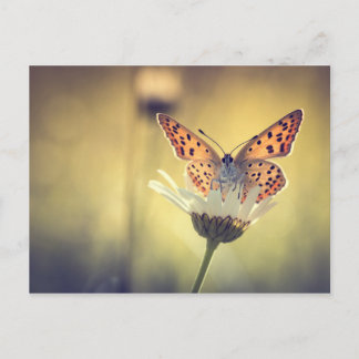 Papillon Argus ポストカード
