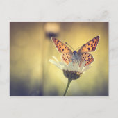 Papillon Argus ポストカード (正面)