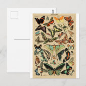 Papillon Butterfly Wings Vintage Postcard ポストカード (正面/裏面)
