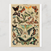 Papillon Butterfly Wings Vintage Postcard ポストカード (正面)