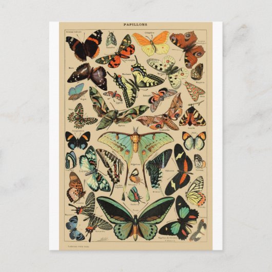 Papillon Butterfly Wings Vintage Postcard ポストカード (正面)