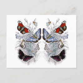 papillons ポストカード