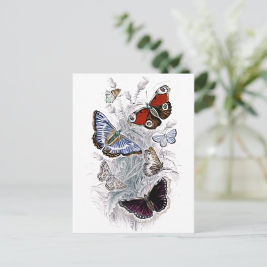 papillons ポストカード (スタンド正面)