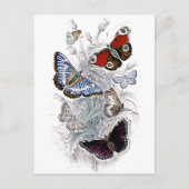 papillons ポストカード (正面)