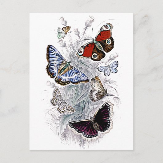 papillons ポストカード (正面)