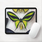 Paradise birdwing , Ornithoptera paradisea マウスパッド (マウス)