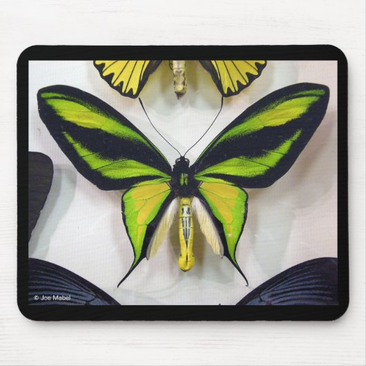 Paradise birdwing , Ornithoptera paradisea マウスパッド (正面)