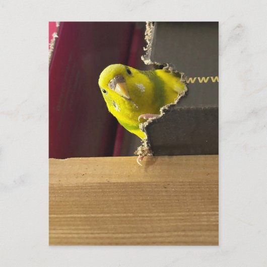 Parakeetブーのプレビュー ポストカード (正面)