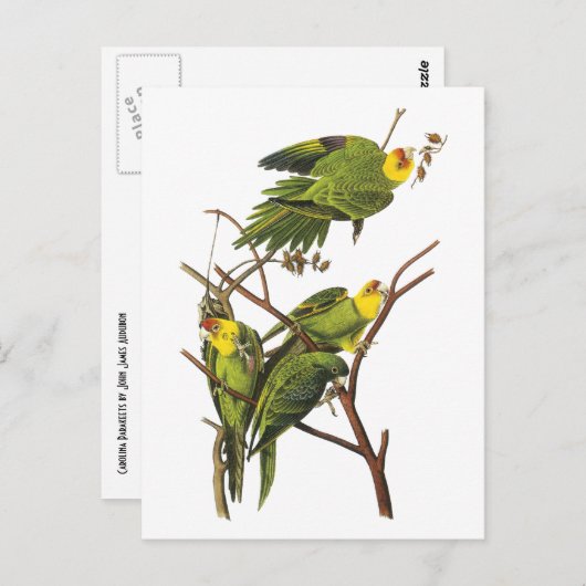 Parakeet - by John Audubon ポストカード (正面/裏面)