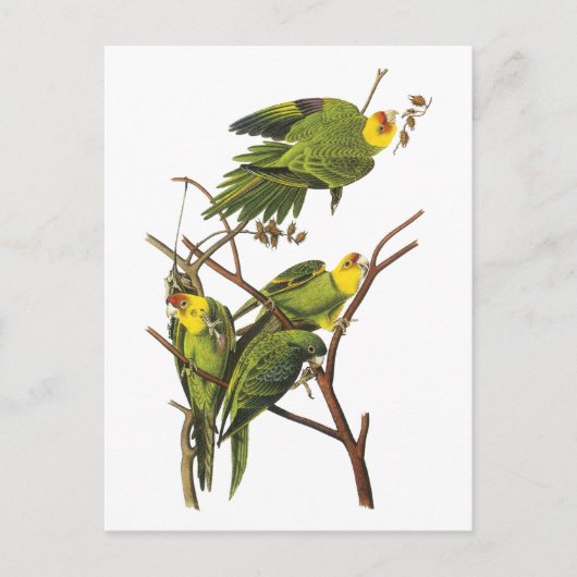 Parakeet - by John Audubon ポストカード (正面)