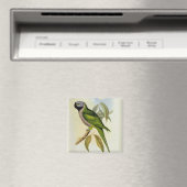 Parakeet: Palaeornis Derbianus, c.1850 マグネット (インサイチュ (食洗機))