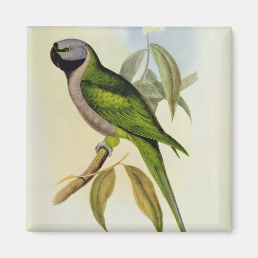 Parakeet: Palaeornis Derbianus, c.1850 マグネット (正面)