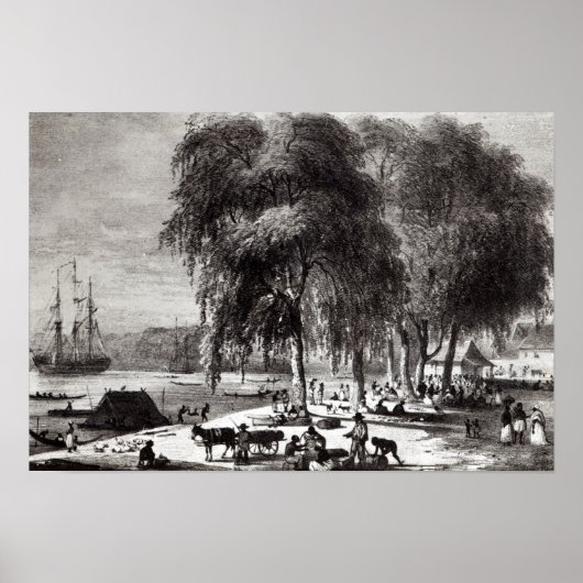 Paramribo（魚市場） ポスター (正面)