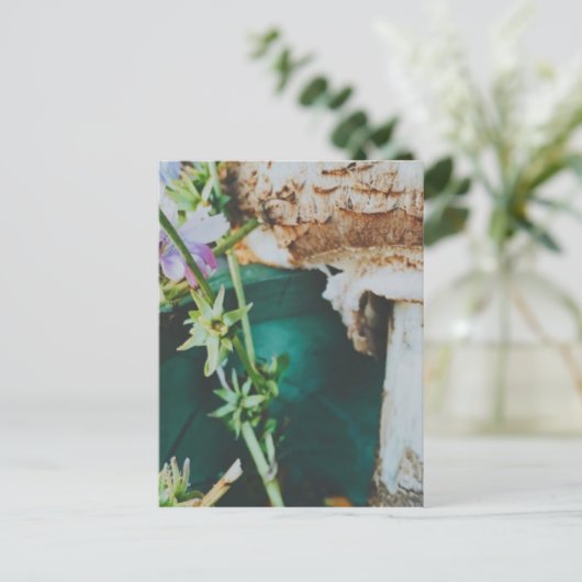 Parasol mushroom, Swedish Archipelago, Sweden ポストカード (スタンド正面)