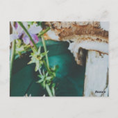 Parasol mushroom, Swedish Archipelago, Sweden ポストカード (裏面)