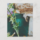 Parasol mushroom, Swedish Archipelago, Sweden ポストカード (正面)