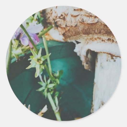 Parasol mushroom, Swedish Archipelago, Sweden ラウンドシール (正面)