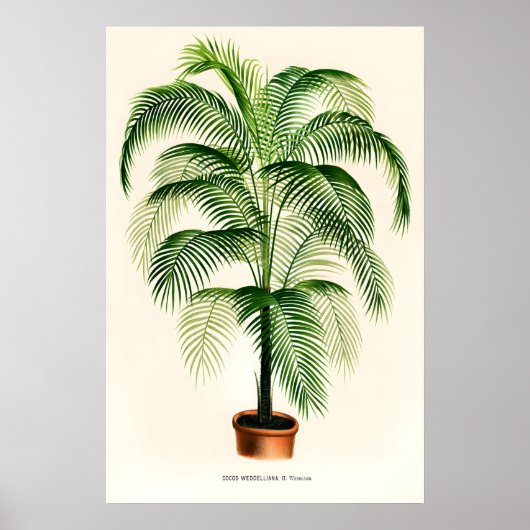 Parlour Palm Vintage  Fine Art Print. Classic ポスター (正面)