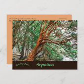 Parque Nacional Los Alerces Chubut Argentina ポストカード (正面/裏面)