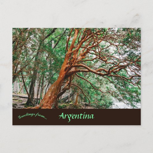 Parque Nacional Los Alerces Chubut Argentina ポストカード (正面)