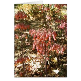 Parque Tangamangaの花