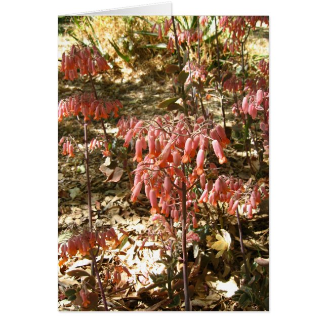 Parque Tangamangaの花 (正面)