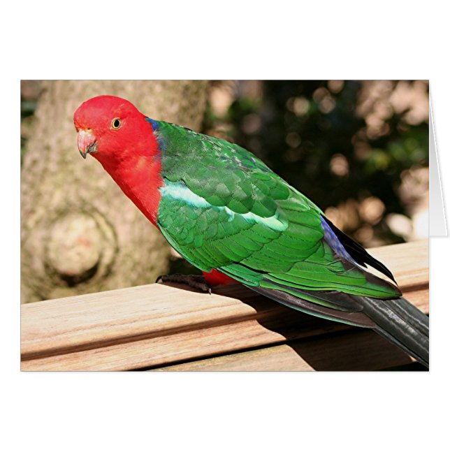 Parrotオーストラリアの王(赤及び緑) (正面横)