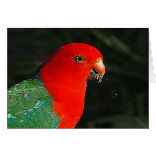 Parrot王