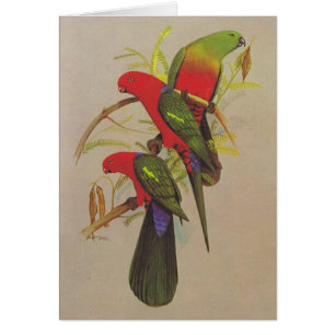 Parrot王- Alisterusのscapularis