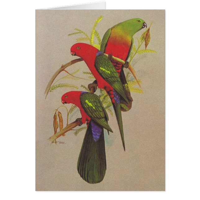 Parrot王- Alisterusのscapularis (正面)