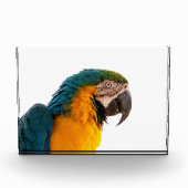 Parrot フォトブロック (正面)