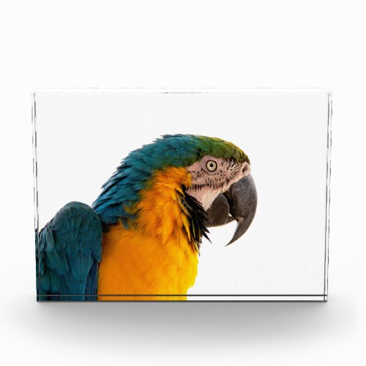 Parrot  フォトブロック (正面)